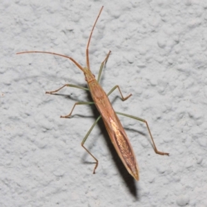 Mutusca brevicornis at Hackett, ACT - 2 Nov 2018 09:18 AM