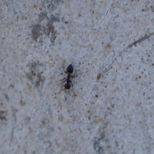 Crematogaster sp. (genus) at Wamboin, NSW - 27 Oct 2018 02:03 PM