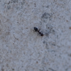 Crematogaster sp. (genus) at Wamboin, NSW - 27 Oct 2018