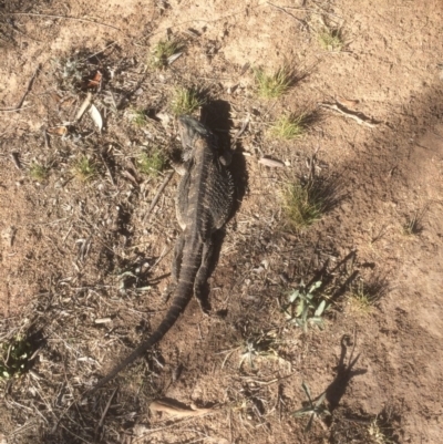 Pogona barbata (Eastern Bearded Dragon) at Deakin, ACT - 3 Nov 2018 by KL