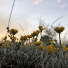 Chrysocephalum apiculatum (Common Everlasting) at Chapman, ACT - 2 Nov 2018 by Nat