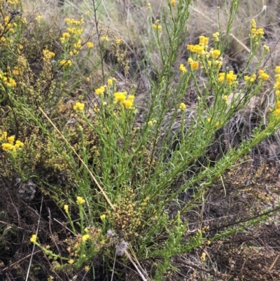 Chrysocephalum semipapposum (Clustered Everlasting) at Chapman, ACT - 3 Nov 2018 by Nat