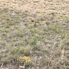 Chrysocephalum apiculatum (Common Everlasting) at Chapman, ACT - 3 Nov 2018 by Nat