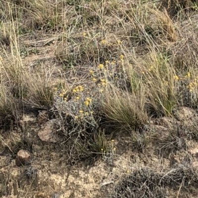 Chrysocephalum apiculatum (Common Everlasting) at Chapman, ACT - 3 Nov 2018 by Nat