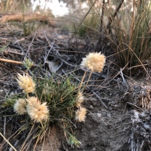 Rytidosperma carphoides at Stromlo, ACT - 2 Nov 2018 07:37 PM