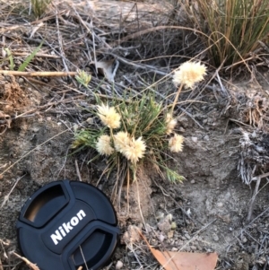 Rytidosperma carphoides at Stromlo, ACT - 2 Nov 2018 07:37 PM