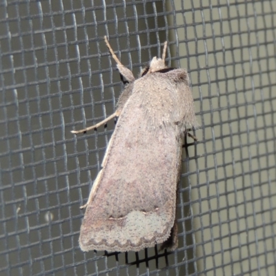 Pantydia sparsa (Noctuid Moth) at Conder, ACT - 17 Oct 2018 by michaelb