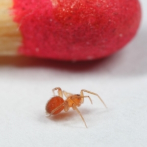 Linyphiidae (family) at Evatt, ACT - 1 Nov 2018 09:13 AM