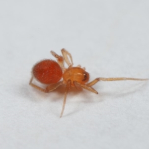 Linyphiidae (family) at Evatt, ACT - 1 Nov 2018 09:13 AM