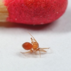 Linyphiidae (family) at Evatt, ACT - 1 Nov 2018 09:13 AM