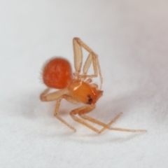 Linyphiidae (family) at Evatt, ACT - 1 Nov 2018 09:13 AM