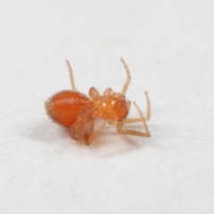 Linyphiidae (family) at Evatt, ACT - 1 Nov 2018