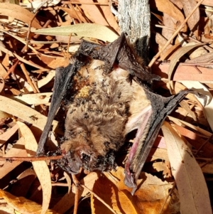 Chalinolobus gouldii at Kambah, ACT - 4 Nov 2018 10:20 AM