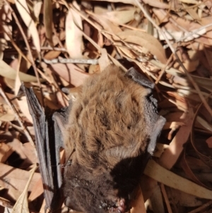 Chalinolobus gouldii at Kambah, ACT - 4 Nov 2018 10:20 AM