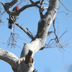 Callocephalon fimbriatum (Gang-gang Cockatoo) at Symonston, ACT - 4 Nov 2018 by redsnow