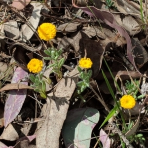 Leptorhynchos squamatus at Deakin, ACT - 4 Nov 2018 10:30 AM