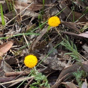 Leptorhynchos squamatus at Deakin, ACT - 4 Nov 2018 10:30 AM