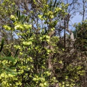 Dodonaea viscosa at Hughes, ACT - 4 Nov 2018