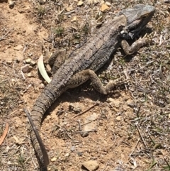 Pogona barbata (Eastern Bearded Dragon) at GG38 - 4 Nov 2018 by KL