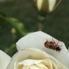 Hippodamia variegata (Spotted Amber Ladybird) at Ainslie, ACT - 3 Nov 2018 by juddernaut