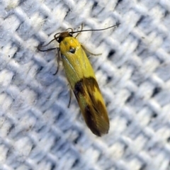 Stathmopoda crocophanes (Yellow Stathmopoda Moth) at O'Connor, ACT - 14 Oct 2018 by ibaird
