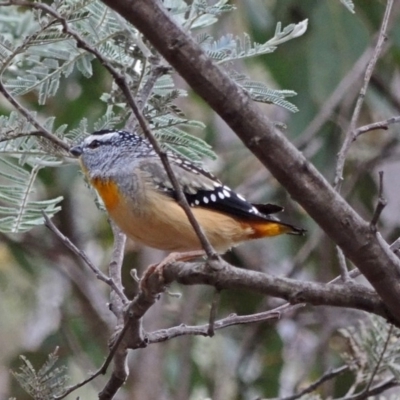 Pardalotus punctatus (Spotted Pardalote) at Tharwa, ACT - 24 Oct 2018 by Philip