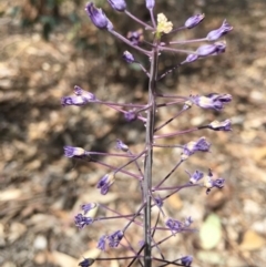 Scilla hyacinthoides (Hyacinth Bluebell) at Yarralumla, ACT - 4 Nov 2018 by RWPurdie