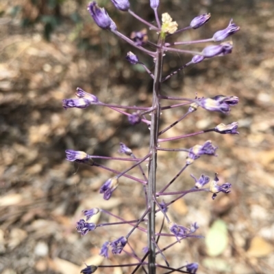 Scilla hyacinthoides (Hyacinth Bluebell) at Yarralumla, ACT - 4 Nov 2018 by RWPurdie