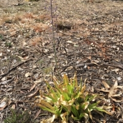 Scilla hyacinthoides at Yarralumla, ACT - 4 Nov 2018 09:48 AM