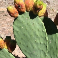 Opuntia ficus-indica (Indian Fig, Spineless Cactus) at Farrer, ACT - 4 Nov 2018 by RWPurdie