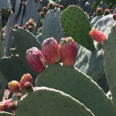 Opuntia ficus-indica at Farrer, ACT - 4 Nov 2018 12:00 AM