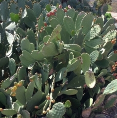 Opuntia ficus-indica at Farrer, ACT - 4 Nov 2018 12:00 AM