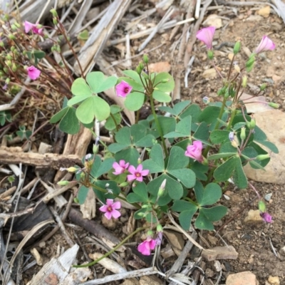 Oxalis articulata (Shamrock) at Fyshwick, ACT - 2 Nov 2018 by RWPurdie