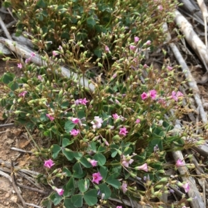 Oxalis articulata at Fyshwick, ACT - 3 Nov 2018