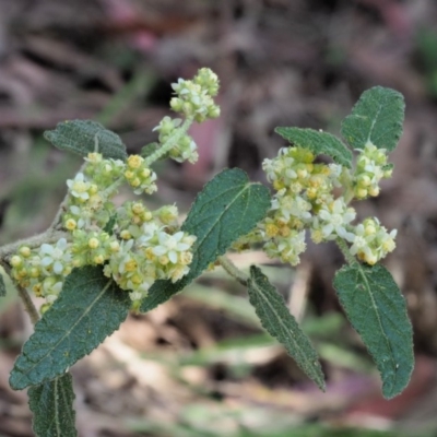 Gynatrix pulchella (Hemp Bush) at Cotter River, ACT - 28 Oct 2018 by KenT