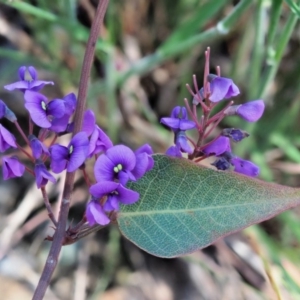 Hardenbergia violacea at Cotter River, ACT - 1 Nov 2018