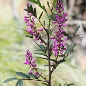 Indigofera australis subsp. australis at Cotter River, ACT - 1 Nov 2018 09:36 AM