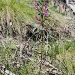 Indigofera australis subsp. australis at Cotter River, ACT - 1 Nov 2018 09:36 AM