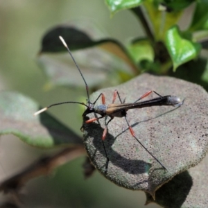 Enchoptera apicalis at Cotter River, ACT - 29 Oct 2018