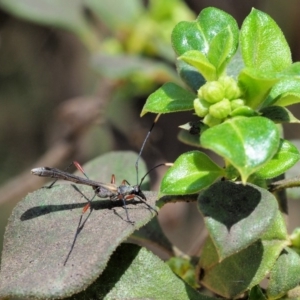 Enchoptera apicalis at Cotter River, ACT - 29 Oct 2018