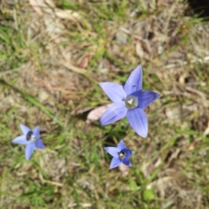 Wahlenbergia capillaris at Kambah, ACT - 4 Nov 2018 02:04 PM