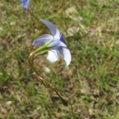 Wahlenbergia capillaris at Kambah, ACT - 4 Nov 2018 02:04 PM