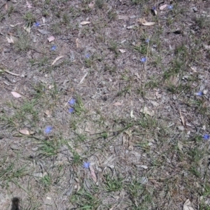 Wahlenbergia capillaris at Kambah, ACT - 4 Nov 2018 02:04 PM