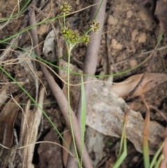 Luzula densiflora at Cotter River, ACT - 29 Oct 2018