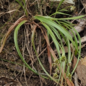 Luzula densiflora at Cotter River, ACT - 29 Oct 2018