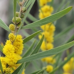 Acacia lanigera var. lanigera at Cotter River, ACT - 29 Oct 2018