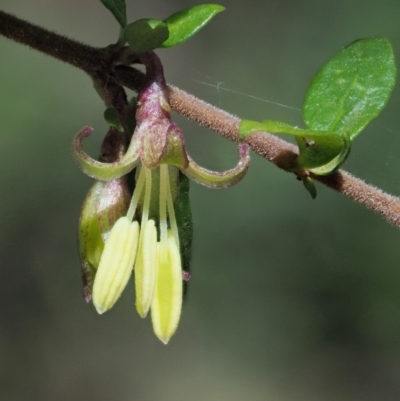 Coprosma quadrifida (Prickly Currant Bush, Native Currant) at Cotter River, ACT - 28 Oct 2018 by KenT