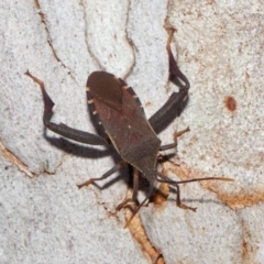 Amorbus sp. (genus) (Eucalyptus Tip bug) at Acton, ACT - 30 Oct 2018 by Tim L