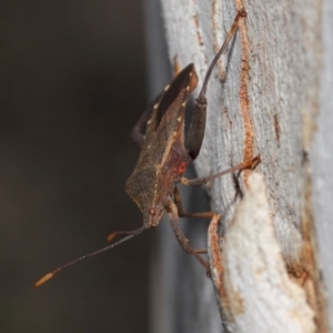 Amorbus sp. (genus) at Acton, ACT - 30 Oct 2018