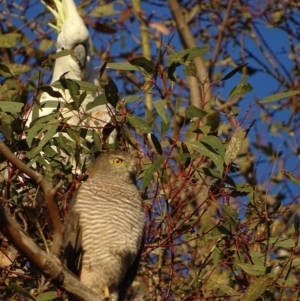 Cacatua galerita at Red Hill, ACT - 31 Oct 2018